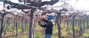 La poda de viñedos empezó casi tres semanas más tarde por falta de fríos