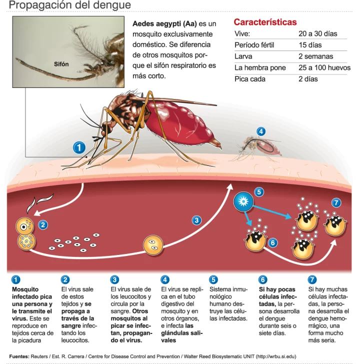 Desde gobierno piden extremar la precaución ante el dengue