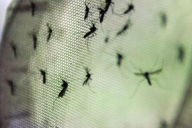 Nuevo ascenso de casos autóctonos de dengue: registraron 13 en 24 horas