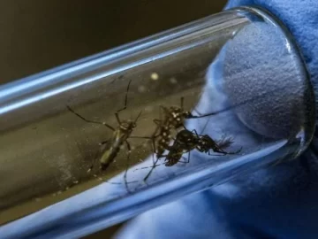 Ya hay más de 43 mil casos de dengue en Argentina