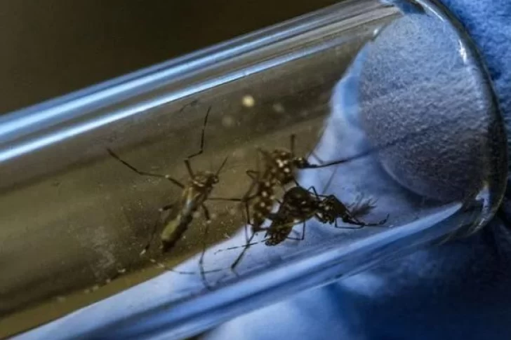 Ya hay más de 43 mil casos de dengue en Argentina