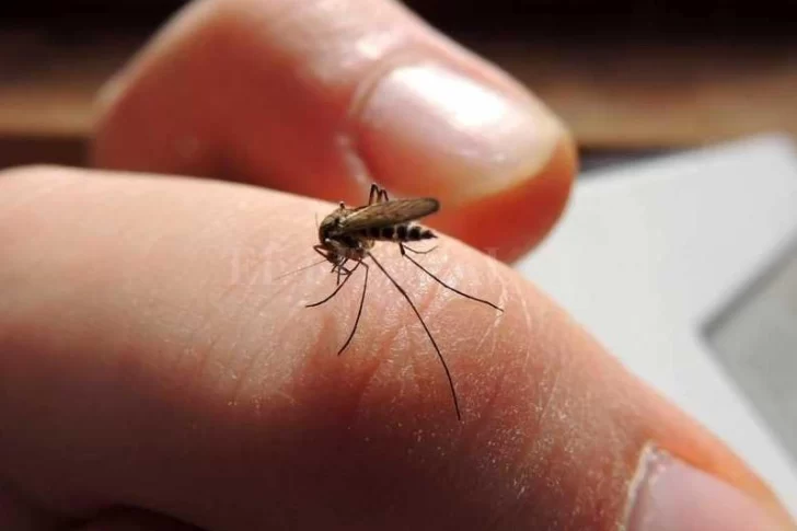 Científicos advierten que el mosquito del dengue se adaptó para sobrevivir al frío