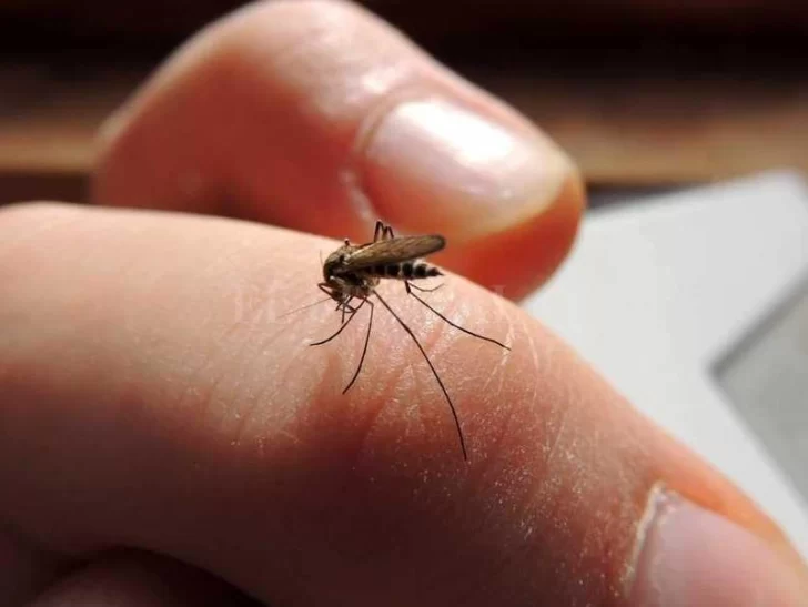 Otro sanjuanino internado por posible caso de dengue: tiene 28 años