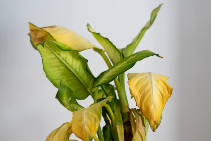 Trucos para evitar que tus plantas se pongan amarillas