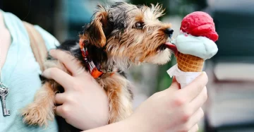 Nunca le des estos alimentos a tus perros