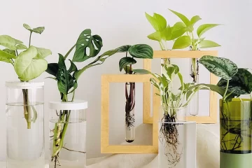 Hidroterrarios, una moda que combina jardinería y decoración