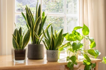 Plantas que no deben faltar para la buena energía