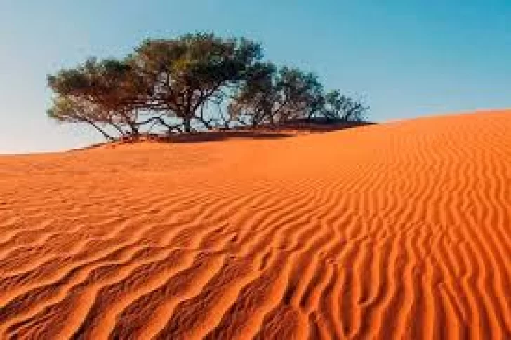 Descubren millones de árboles en el desierto del Sahara