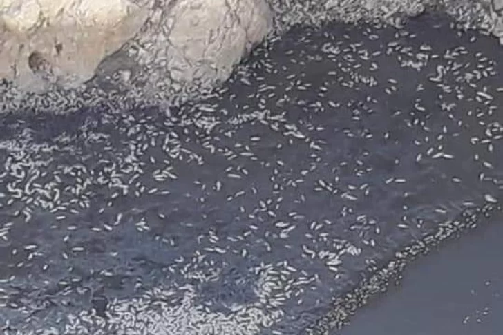 Desde Ambiente aseguran que la mortandad de peces en Jáchal era inevitable