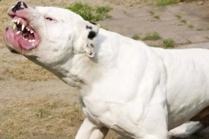 Un dogo, mascota de la familia, mató a una beba de dos años