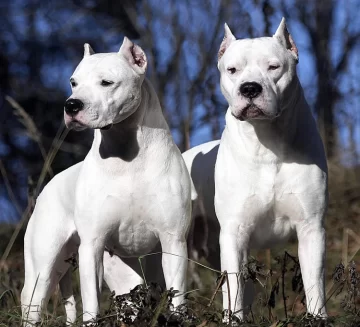 Dos dogos escaparon y atacaron a dos hombres que quedaron malheridos