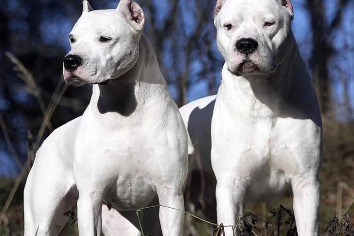 Dos dogos escaparon y atacaron a dos hombres que quedaron malheridos