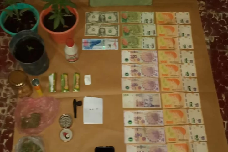 Allanamiento de Gendarmería: secuestraron 3 plantines y casi 40 gramos de marihuana