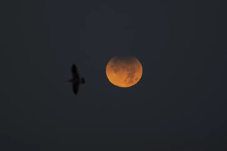 Cómo se vivió el eclipse solar visto desde la Antártida