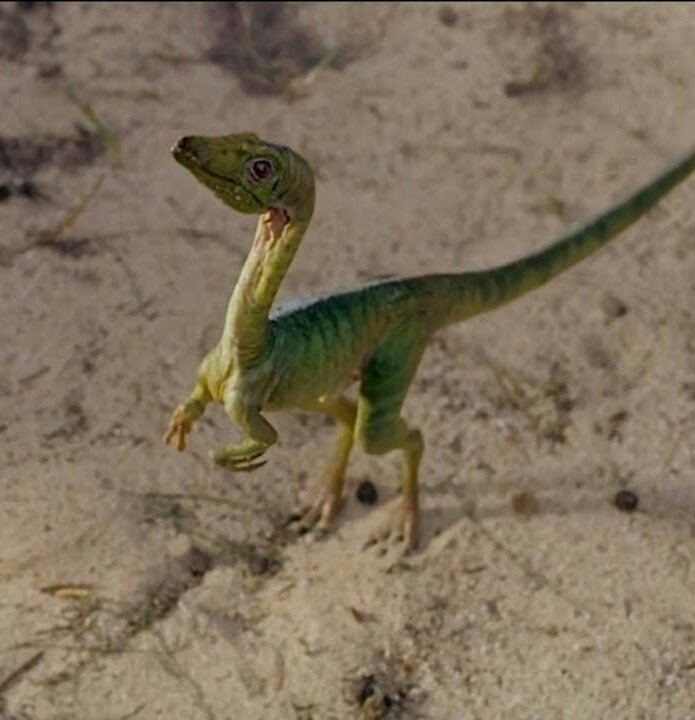[VIDEO] Cree haber filmado un dinosaurio bebé corriendo en el jardín de su casa