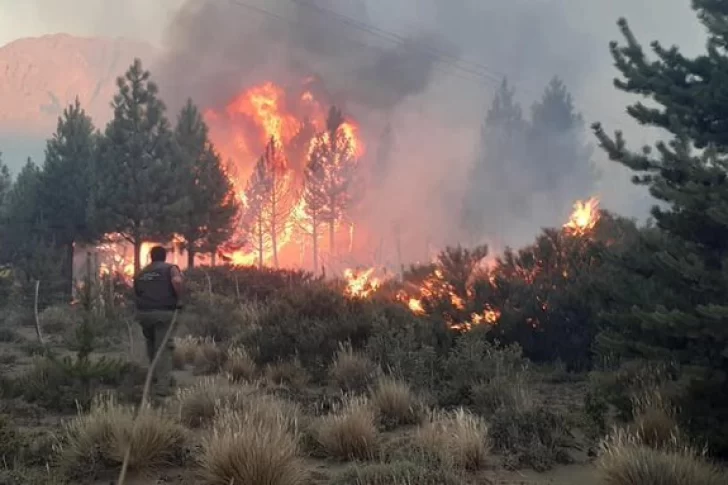 Advierten que es “muy grave” el daño por los incendios en El Bolsón