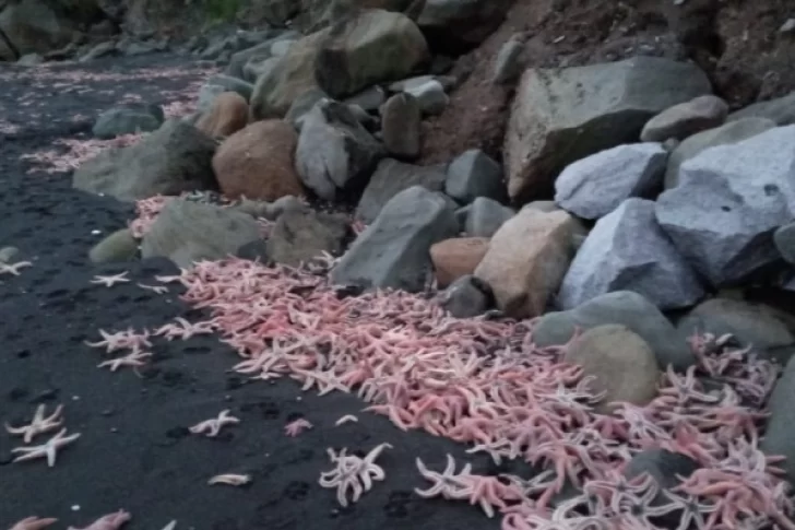 Detectaron una masiva invasión de estrellas de mar en playas de Chile