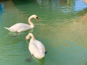 Venecia, en cuarentena: el agua se volvió cristalina y se llenó de peces, patos y cisnes