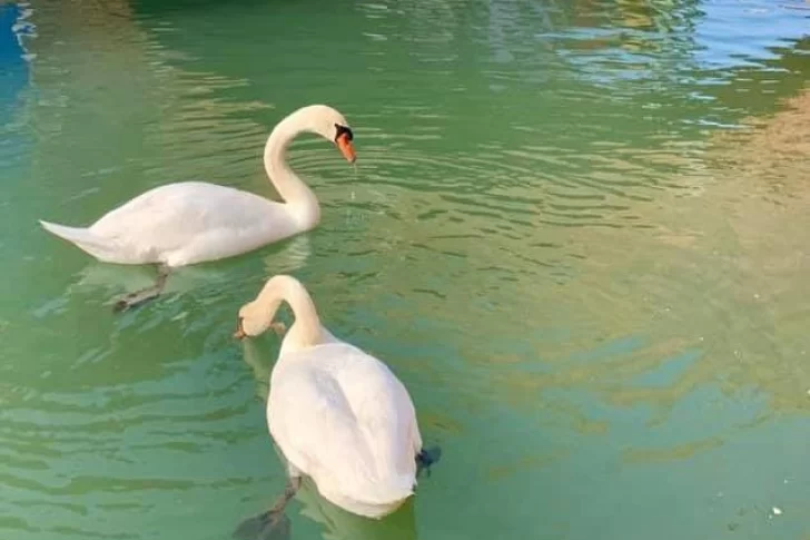 Venecia, en cuarentena: el agua se volvió cristalina y se llenó de peces, patos y cisnes