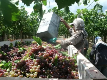 Créditos accesibles para viñateros: los detalles de cada una de las líneas