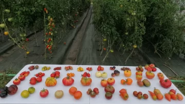 Un horticultor de Galicia cultiva más de 50 variedades de tomate