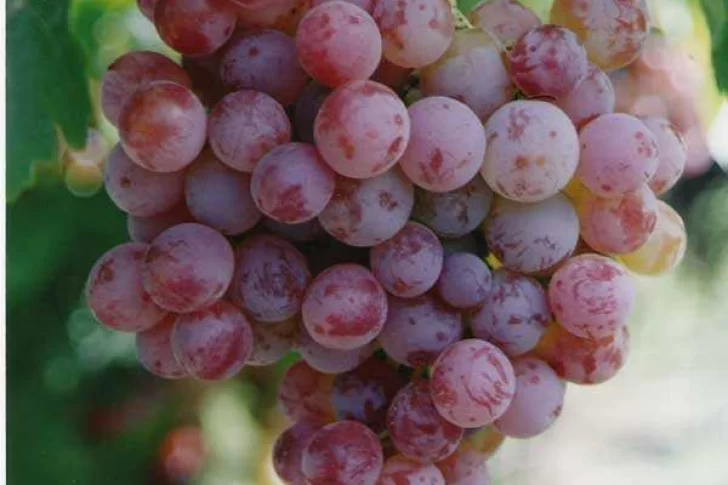 Malbec: menos kilos de uvas para cumplir con una demanda creciente