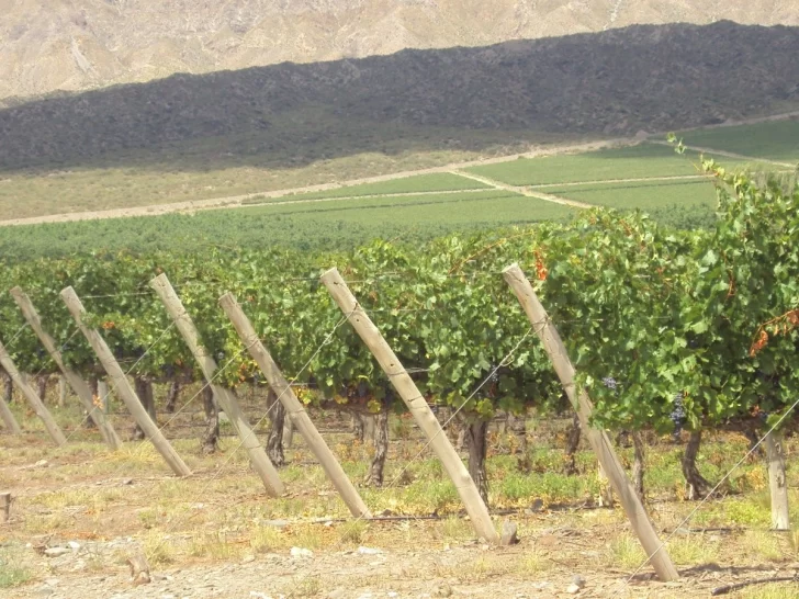 El INV hizo un relevamiento donde analiza la vitivinicultura 2010-2019