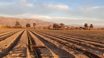 Marcha a muy buen ritmo, el transplante mecanizado