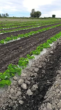 Entregaron los premios del concurso de fotos del melón