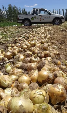 Fertilizantes inteligentes en cultivos de la región cuyana