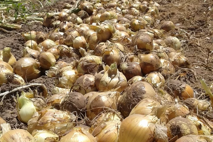 Fertilizantes inteligentes en cultivos de la región cuyana