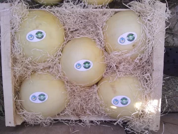 El melón blanco mediagüino y menor tajada de mercado