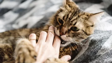 Tras ser mordida por un gato, una mujer murió de rabia en Buenos Aires