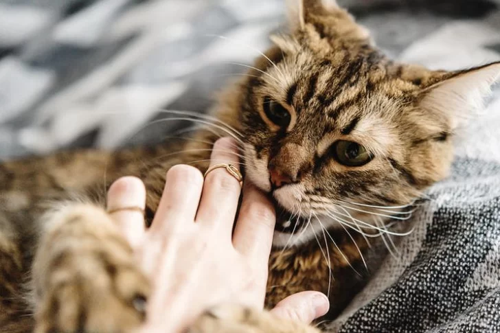 Tras ser mordida por un gato, una mujer murió de rabia en Buenos Aires