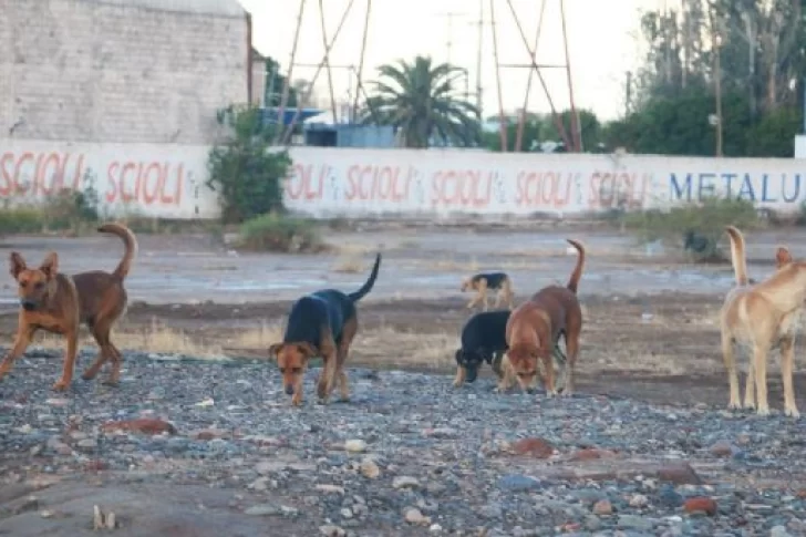 Aún no logran capturar a los perros que protagonizaron el ataque mortal en Rivadavia