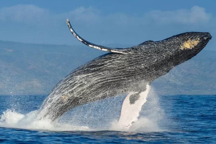 Aseguran que los mares están más calmos y las ballenas pueden comunicarse mejor