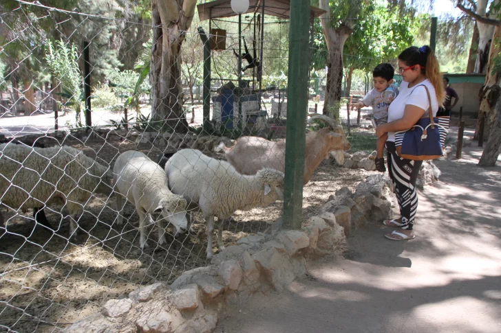 Montarán un microhospital veterinario para atender a los animales del Faunístico