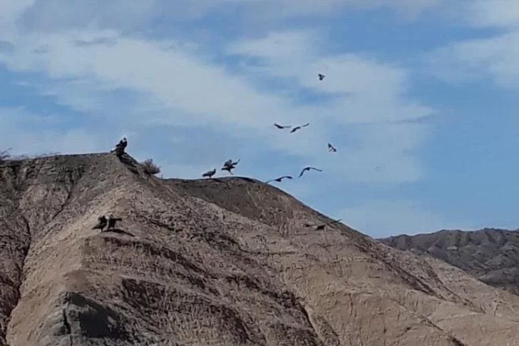 [VIDEO] Se fueron las personas, y los cóndores coparon los cerros