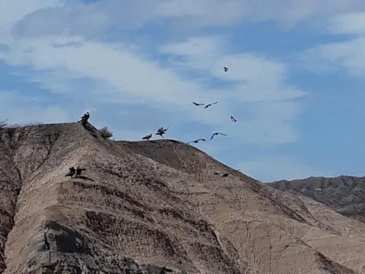 [VIDEO] Se fueron las personas, y los cóndores coparon los cerros