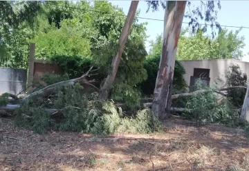 Una familia se salvó al caer una rama gigante: “Fue el viento de Dios o un milagro de la Virgen”