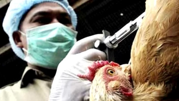 Francia sacrificó 10 millones de aves para contener la gripe aviar que alcanzó mil granjas