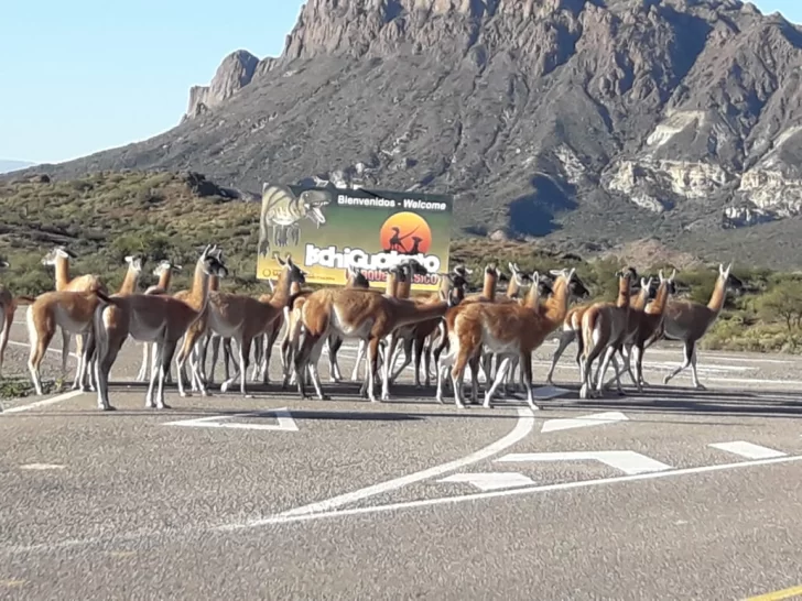 Efecto cuarentena: los guanacos tomaron el ingreso del Parque Ischigualasto