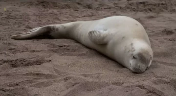 Atacaron a palazos a una foca que apareció en una playa de Mar del Plata