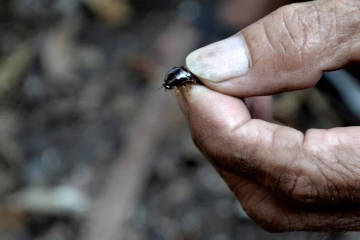 El extraño trabajo de cazador de cucarachas en Vietnam