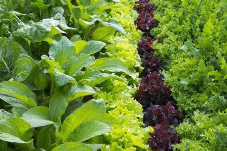Qué verduras se pueden sembrar en agosto y los cuidados especiales a tener en cuenta
