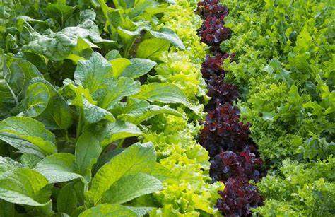 Qué verduras se pueden sembrar en agosto y los cuidados especiales a tener en cuenta