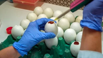 Científicos argentinos neutralizan el coronavirus con anticuerpos de llamas y huevos