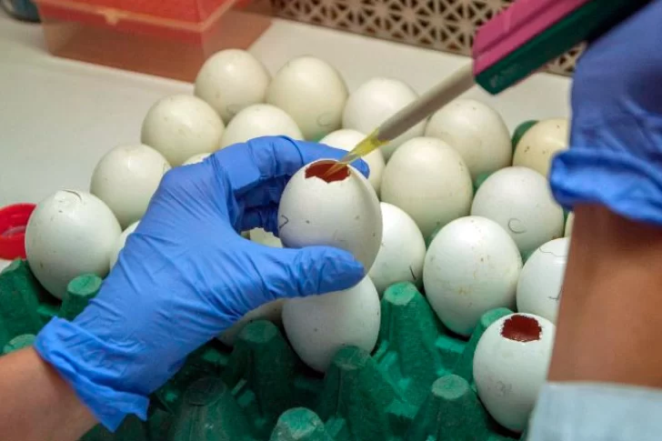 Científicos argentinos neutralizan el coronavirus con anticuerpos de llamas y huevos