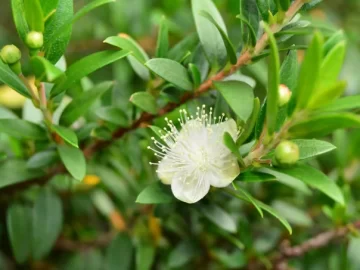 Otoño-invierno: 8 plantas de exterior que aguantan bien el invierno en tu jardín