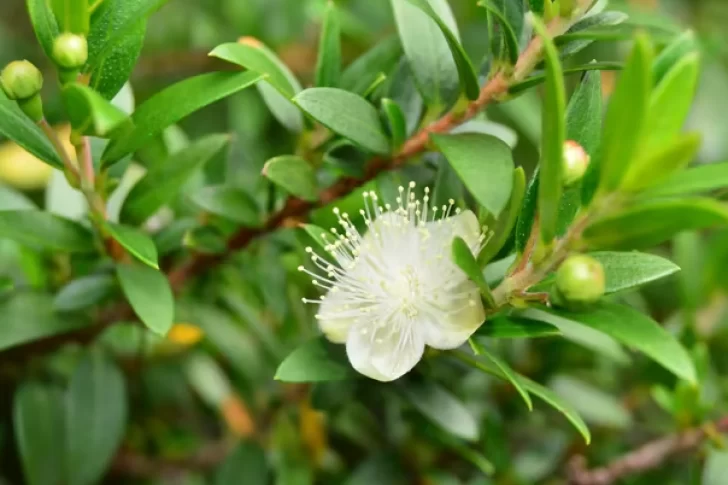 Otoño-invierno: 8 plantas de exterior que aguantan bien el invierno en tu jardín